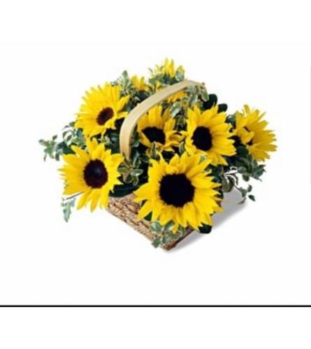 Sunflower Harvest. An arrangement by Avenue Flowers and Gifts.