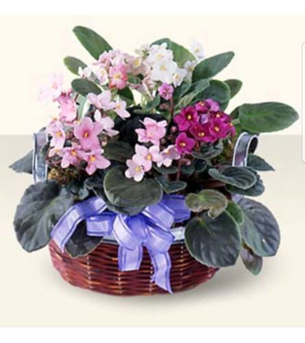 African Violet Medley. An arrangement by Avenue Flowers and Gifts.