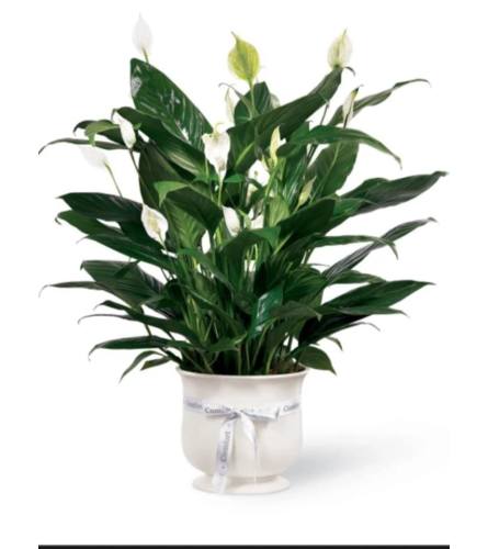 Comfort Peace. An arrangement by Avenue Flowers and Gifts.