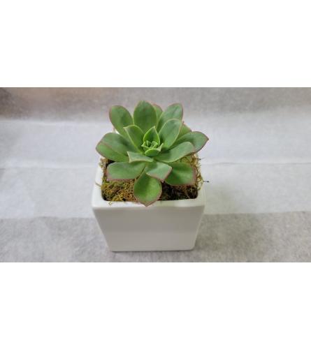 Large Succulent plant in Ceramic cube. An arrangement by Avenue Flowers and Gifts.