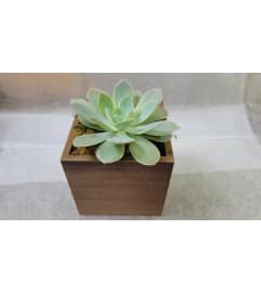 Large Succulent in a brown Cube. An arrangement by Avenue Flowers and Gifts.