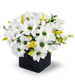 Daisy Delight. An arrangement by Avenue Flowers and Gifts.