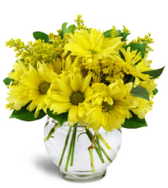 Daisy Dreams™. An arrangement by Avenue Flowers and Gifts.