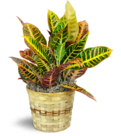 Croton Plant. An arrangement by Avenue Flowers and Gifts.