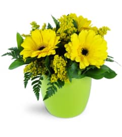 Morning Sunbeam Daisy Vase™. An arrangement by Avenue Flowers and Gifts.