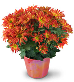 Blooming Chrysanthemum. An arrangement by Avenue Flowers and Gifts.