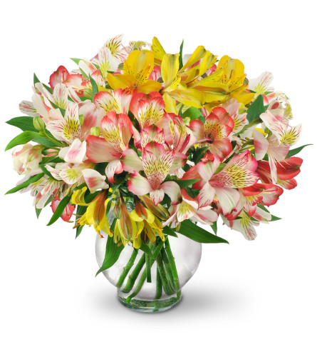 Perfect Peruvian Lilies - Deluxe. An arrangement by Avenue Flowers and Gifts. Bountiful stems of yellow, white, and red alstroemeria mingle in a...