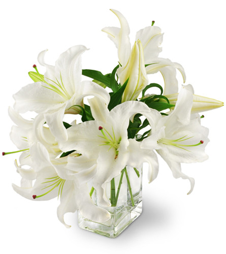 Peaceful Lilies. An arrangement by Avenue Flowers and Gifts. Four stems of white Asiatic lilies, with multiple blooms on each stem, are gracefully...