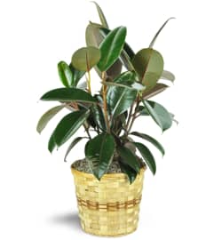 Rubber Plant. An arrangement by Avenue Flowers and Gifts.