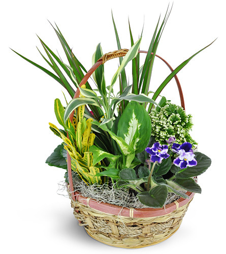 Basket of Love. An arrangement by Avenue Flowers and Gifts. Filled with a mix of green and blooming plants, it's the perfect gift for every occasion..