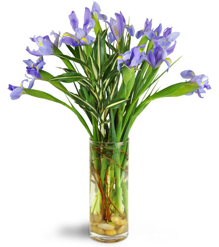 Truly Tranquil™. An arrangement by Avenue Flowers and Gifts. Treat them to more than a dozen blue irises artfully arranged with curly willow and...