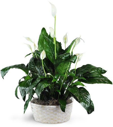 Peace Lily Plant. An arrangement by Avenue Flowers and Gifts. The Peace Lily features elegant white flowers and deep green leaves..