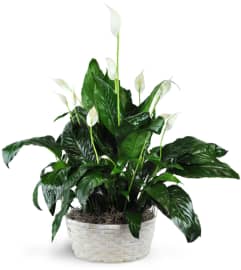 Peace Lily Plant. An arrangement by Avenue Flowers and Gifts.