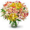 Perfect Peruvian Lilies - Premium. An arrangement by Avenue Flowers and Gifts. Bountiful stems of yellow, white, and red alstroemeria mingle in a...