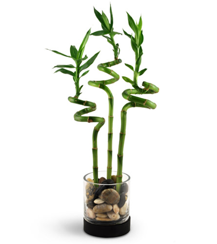 Bamboo Bliss. An arrangement by Avenue Flowers and Gifts. Three stalks of spiral bamboo are arranged in a glass vase with river rocks..