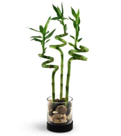 Bamboo Bliss. An arrangement by Avenue Flowers and Gifts.