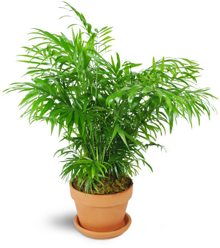 Petite Palm Plant. An arrangement by Avenue Flowers and Gifts. One palm plant is delivered in a terra cotta dish..