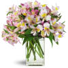 Lively Lilies™ - Deluxe. An arrangement by Avenue Flowers and Gifts. Classic pink and mauve alstroemeria are artistically arranged by hand and...