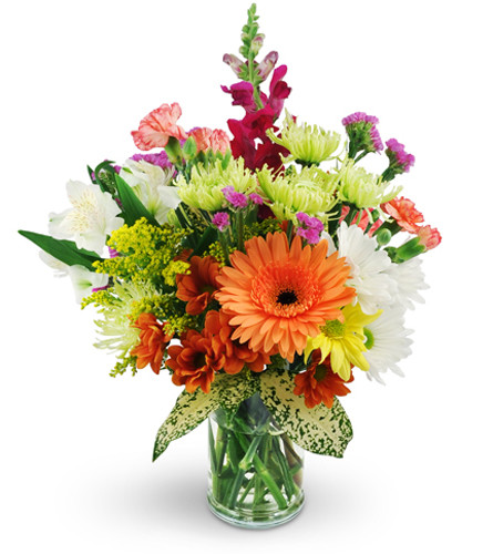 Midsummer Night's Dream. An arrangement by Avenue Flowers and Gifts. A dazzling mix of Gerbera daisies, snapdragons, alstroemeria, mini...