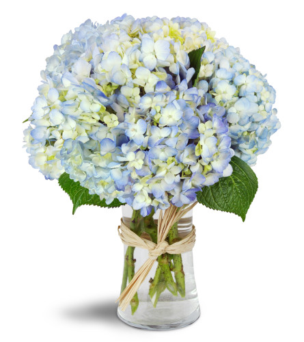 Cloud Nine™ - Deluxe. An arrangement by Avenue Flowers and Gifts. Six stems of blue hydrangea are arranged in a gracious glass vase..