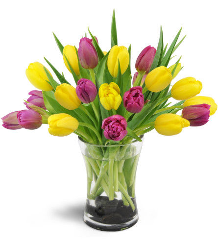 Springtime Duet™ - Deluxe. An arrangement by Avenue Flowers and Gifts. Twenty yellow and violet tulips are delightfully arranged in a glass vase..
