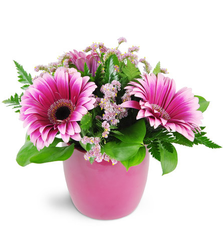 Vibrant Blush. An arrangement by Avenue Flowers and Gifts. Treat them to Gerbera daisies and statice arranged in a chic ceramic container..