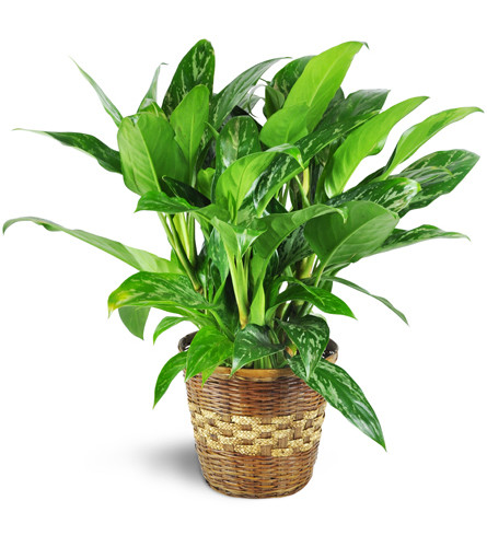 Chinese Evergreen Plant. An arrangement by Avenue Flowers and Gifts. Gift them a Chinese Evergreen in a natural bamboo container..