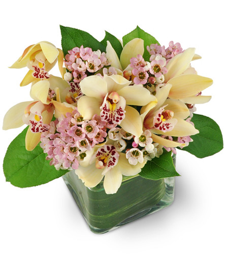 Delicate Delight. An arrangement by Avenue Flowers and Gifts. Your gift will include exotic pink mini Cymbidium orchids mixed with pretty pink...