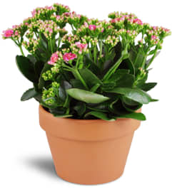 Kalanchoe Plant. An arrangement by Avenue Flowers and Gifts.