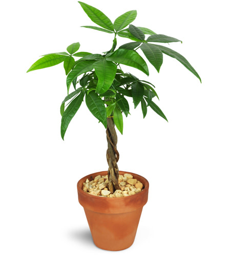 Petite Money Tree. An arrangement by Avenue Flowers and Gifts. One 5” money tree is planted in a terra cotta dish and topped with small rocks..