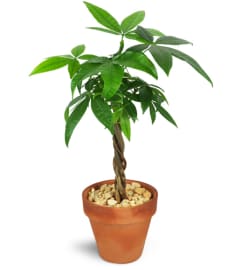 Petite Money Tree. An arrangement by Avenue Flowers and Gifts.