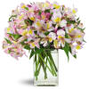 Lively Lilies™ - Premium. An arrangement by Avenue Flowers and Gifts. Classic pink and mauve alstroemeria are artistically arranged by hand and...
