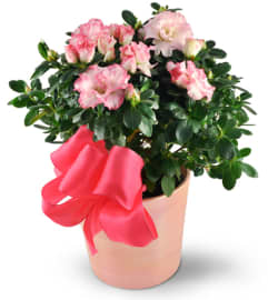 Pink Azalea. An arrangement by Avenue Flowers and Gifts.