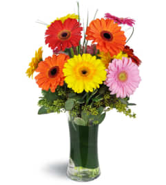 Daisy Rainbow™. An arrangement by Avenue Flowers and Gifts.