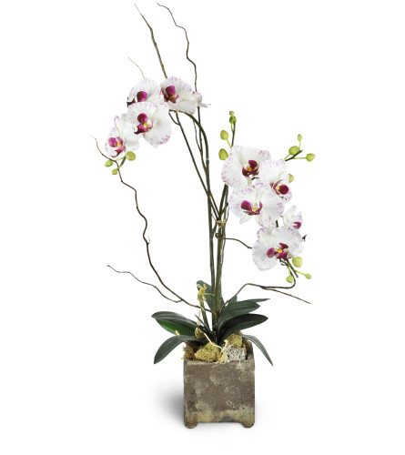 Opulent Double Orchid. An arrangement by Avenue Flowers and Gifts. Featuring one double-stem orchid in a decorative planter..