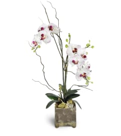 Opulent Double Orchid. An arrangement by Avenue Flowers and Gifts.