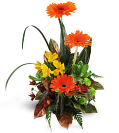 Rise Above. An arrangement by Avenue Flowers and Gifts.