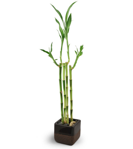 Dharma Gate. An arrangement by Avenue Flowers and Gifts. Bamboo stalks are artfully displayed amidst river rocks..