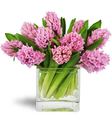 Sweet Pink Hyacinth™. An arrangement by Avenue Flowers and Gifts. Ten stems of pink hyacinth are gracefully arranged in a modern glass cube..