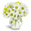 Perfectly Pleasing™ - Deluxe. An arrangement by Avenue Flowers and Gifts. White daisies and golden solidago flowers are beautifully arranged in a...