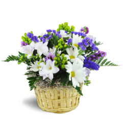 Sweet Freesia Basket™. An arrangement by Avenue Flowers and Gifts.