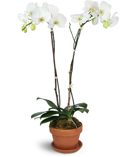 Magnificent Orchids™. An arrangement by Avenue Flowers and Gifts. Two white phalaenopsis orchids in a terra cotta dish accented with birch twigs...
