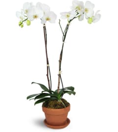Magnificent Orchids™. An arrangement by Avenue Flowers and Gifts.