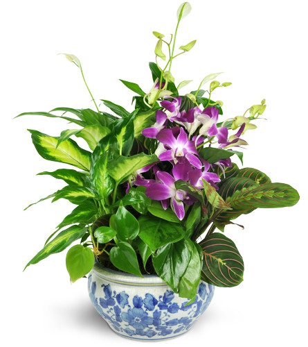 Sweet Memory Planter. An arrangement by Avenue Flowers and Gifts. Send a lovely planter filled with three green plants and cut Dendrobium orchids..