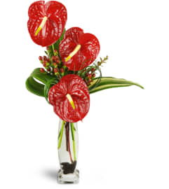 Elegant Red Anthurium™. An arrangement by Avenue Flowers and Gifts.