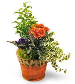 Blooming Dish Garden. An arrangement by Avenue Flowers and Gifts.