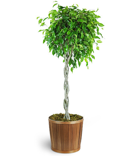 Braided Ficus Tree. An arrangement by Avenue Flowers and Gifts. Gift them a beautiful braided ficus tree in a 10” pot..