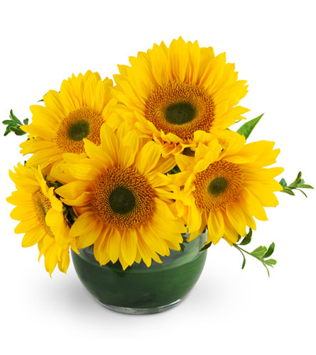 Let the Sun Shine. An arrangement by Avenue Flowers and Gifts. This petite arrangement boasts five sunflowers and oregonia in a glass vase wrapped...