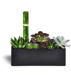 Succulent Zen Oasis™. An arrangement by Avenue Flowers and Gifts.