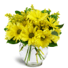 Daisy Dreams™ - Standard. An arrangement by Avenue Flowers and Gifts.